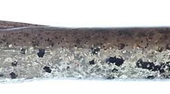 Dry Creek Lake Monster Tubes 5.5"