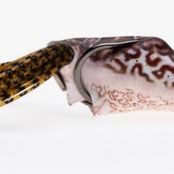 Frogs Southern Lure Co. Scum Frog Trophy Printed Series 5/8oz